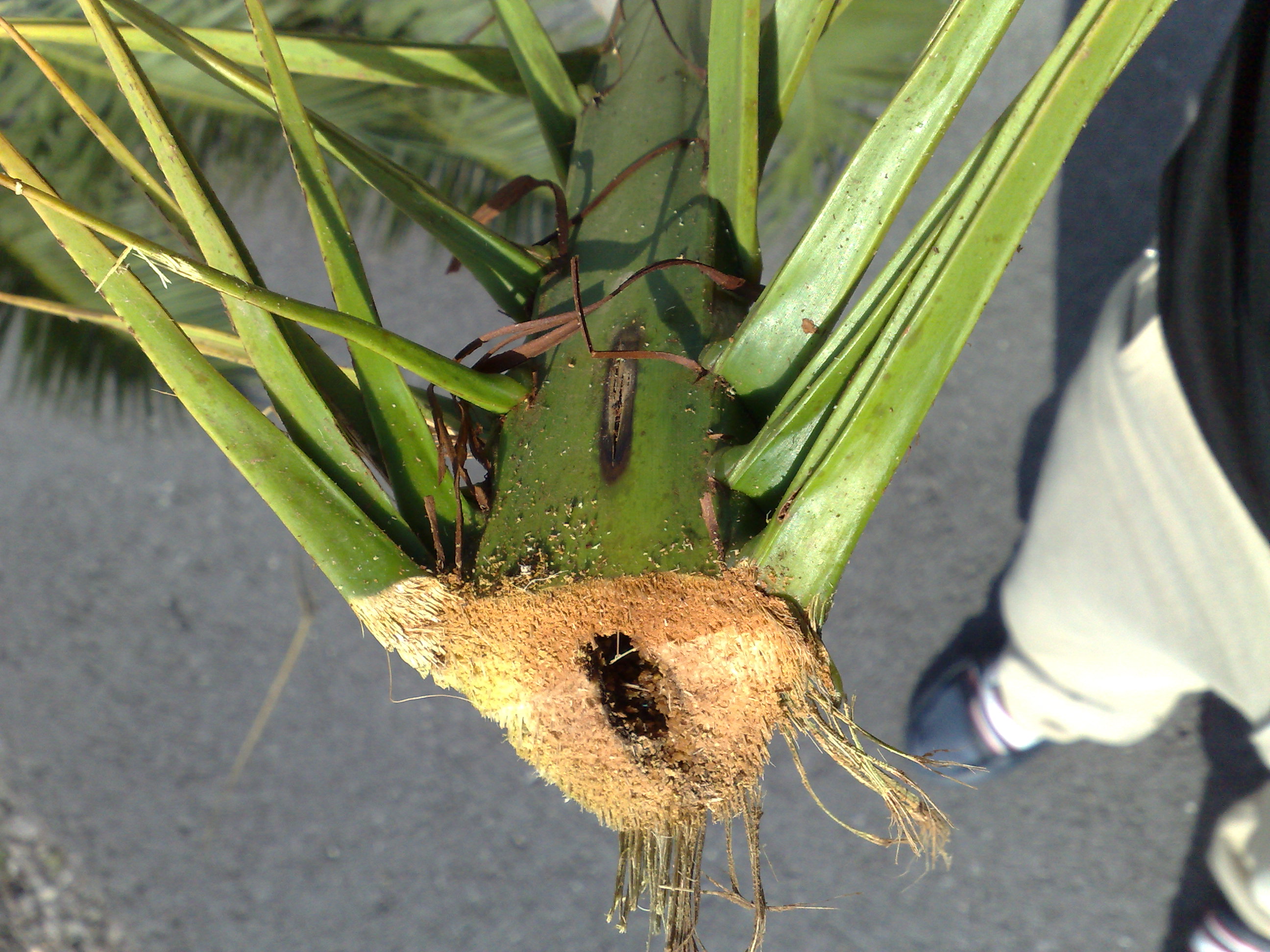 What is killing/eating my palms (CIDP and others) DISCUSSING PALM